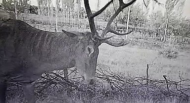 Bahçelere giren kızılgeyikler mahsulleri yedi