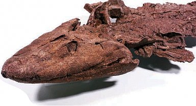 Balıklar karaya 10 milyon yıl daha erken çıkmış olabilir