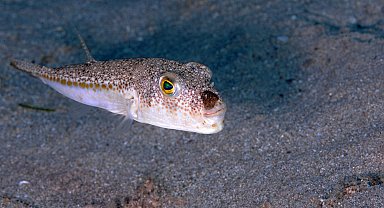 Balon balığı avcılığında destek tutarı artırıldı