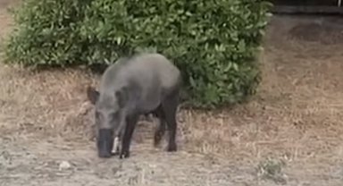 Bartın'da yaban domuzları sahile indi