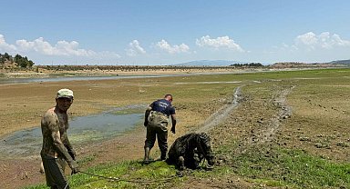 Bataklığa saplanan 2 katır ile sahibini itfaiye ve jandarma kurtardı