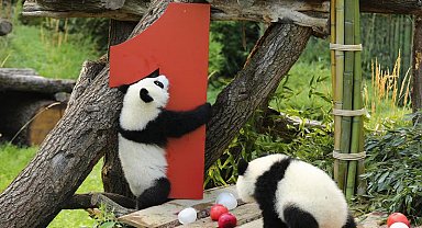 Berlin Hayvanat Bahçesi'nde ikiz pandaların doğum günü kutlandı