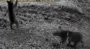 Bozayı ve 3 yavrusu fotokapan kamerasında