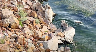 Bozayılar, Nemrut Krater Gölü'nde yüzerken görüntülendi