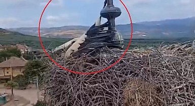 Cami kubbesinde ayağı aleme sıkışan leyleği kurtarma anları kask kamerasında