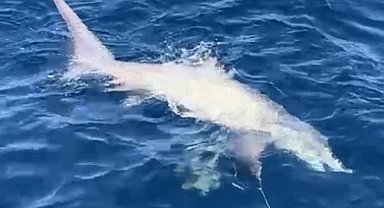 Çanakkale balıkçıların oltasına 6 metrelik köpek balığı takıldı