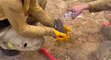 Çanakkale'de iki orman yangını