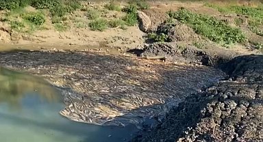 Çanakkale'de kısmen kuruyan çayda toplu balık ölümleri sürüyor