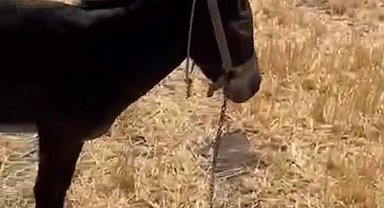 Çanakkale'de tarım arazisinde yangın