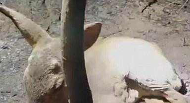 Çanakkale'deki yangında ekipler, yaralı bulunan yavru ceylana su içirdi