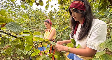 Coğrafi işaretli 'Arsin foşa fındığı' hasadı başladı