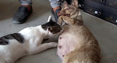 Çöpte bulunan kediye, depremzede köpek annelik yapıyor