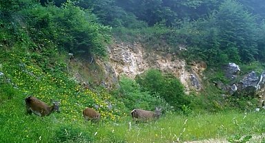 Dişi kızılgeyikler fotokapanla görüntülendi