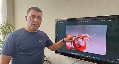 Diyarbakır'da da görülen istilacı türe karşı biyolojik mücadele çağrısı