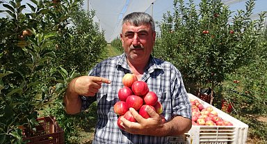 Donun vurduğu elmada hasat zamanı; ilk ürünler Dubai ile Libya'ya