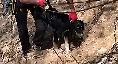 Düzce'de kayalıklarda köpek kurtarma operasyonu