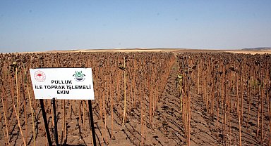 Edirne'de ayçiçeği araştırması; kuraklığı bağlı olarak yüzde 50'den fazla verim kaybı yaşandı