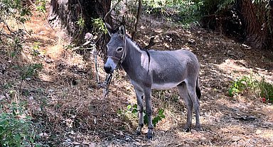 Edirne'de otogarın maskotu 'Kadife', sahibine kavuştu