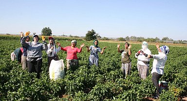 Edirne'de oyun havaları eşliğinde 'acı biber' hasadı