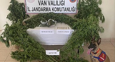 Evin çatısını kenevir tarlasına dönüştürdü