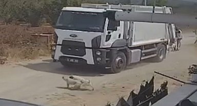 Ezerek öldürdükleri köpekleri çöp kamyonuna atıp götürdüler; o anlar kamerada