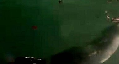 Fethiye'de nesli tükenme tehlikesinde olan Akdeniz foku görüntülendi