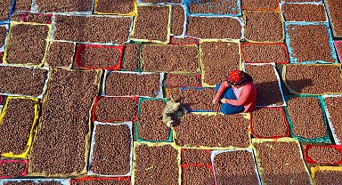 Fındıkta düşük rekolteye rağmen rekor ihracat hedefi