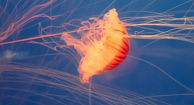 Fransa'da nükleer denizanası alarmı