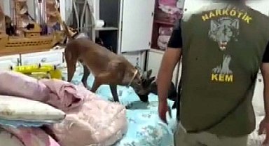 Gaziantep'te 7 kilo skunk ele geçirildi; 1 tutuklama