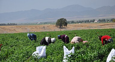Gaziantep'te kuraklığın vurduğu biberde hasat başladı