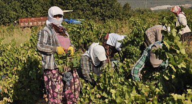 Gaziantep'te üzüm hasadı rekolte kaybıyla başladı