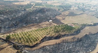 Gelibolu yangınından etkilenmeyen ceviz bahçesi dronla görüntülendi