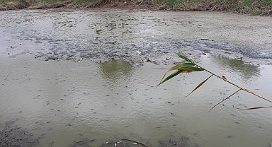 Gölet kurudu; kalan balıklar belli bir noktaya birikti