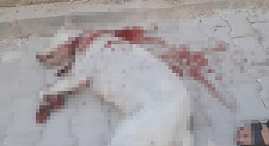 Hamile sokak köpeğini av tüfeği ile ağır yaralayan şüpheli, tutuklandı