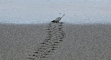 Hatay'da nesli tükenme tehlikesindeki kaplumbağalar denizle buluştu