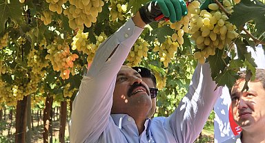 Hatay'da üzüm bağlarında hasat başladı; rekolte beklentisi 85 bin ton