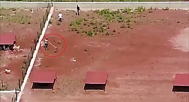 Hayvan barınağındaki şiddet kamerada; personele soruşturma