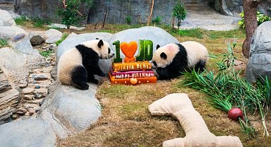 Hong Kong'da ikiz pandaların doğum günü kutlandı