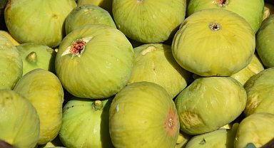 İncirde hasat başladı; kerevetlerde kurutuluyor