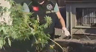 İş yeri çatısında kenevir yetiştiren 3 şüpheliye gözaltı