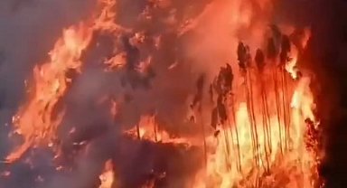 İspanya ve Portekiz orman yangınlarıyla mücadele ediyor