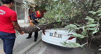 İstanbul - Avcılar'da 3 ağaç şiddetli rüzgar nedeniyle devrildi