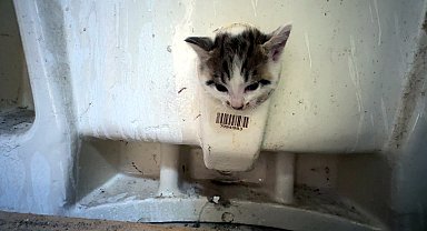 İstanbul - Avcılar'da başı lavabo deliğine sıkışan yavru kediyi itfaiye kurtardı