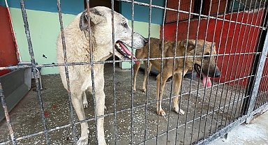 İstanbul- Avcılar'da çocuğu kovaladığı iddia edilen 2 köpek barınağa götürülürken mahalleli tepki gösterdi