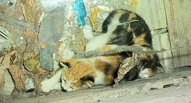 İstanbul - Avcılar'da havalandırma boşluğuna düşen yavru kedileri itfaiye kurtardı