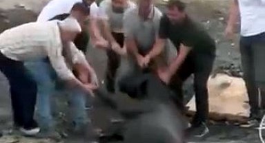 İstanbul- Avcılar'da otluk alanda yangın çıktı; ineklerini kurtarmak için gölete soktu