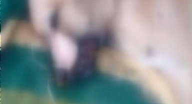 İstanbul - Esenyurt'ta köpek işkenceyle öldürüldü iddiası