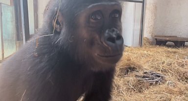 İstanbul - Goril 'Zeytin'in ülkesine dönmesi için hazırlıklar başladı