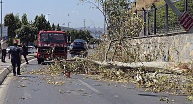 İstanbul - Üsküdar'da ağaç seyir halindeki otomobilin üzerine devrildi