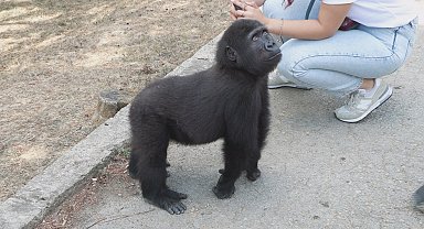 İstanbul - Yavru goril 'Zeytin' Nijerya yolcusu